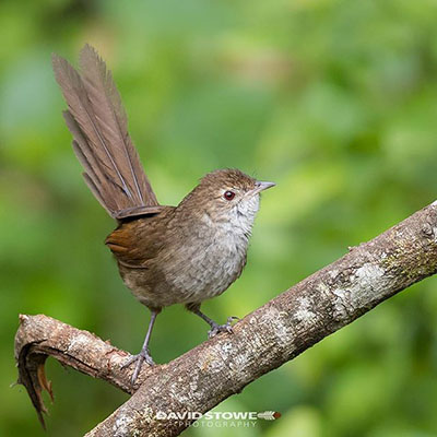 BSH - Eastern Bristlebird with permission from David Stowe