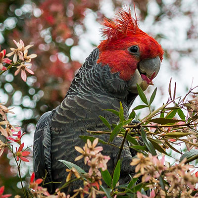 BSH - Gang Gang Cockatoo