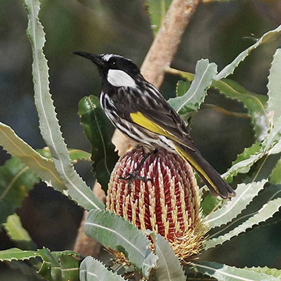 BSH - White-cheeked Honeyeater Copyright Penny Hall 2
