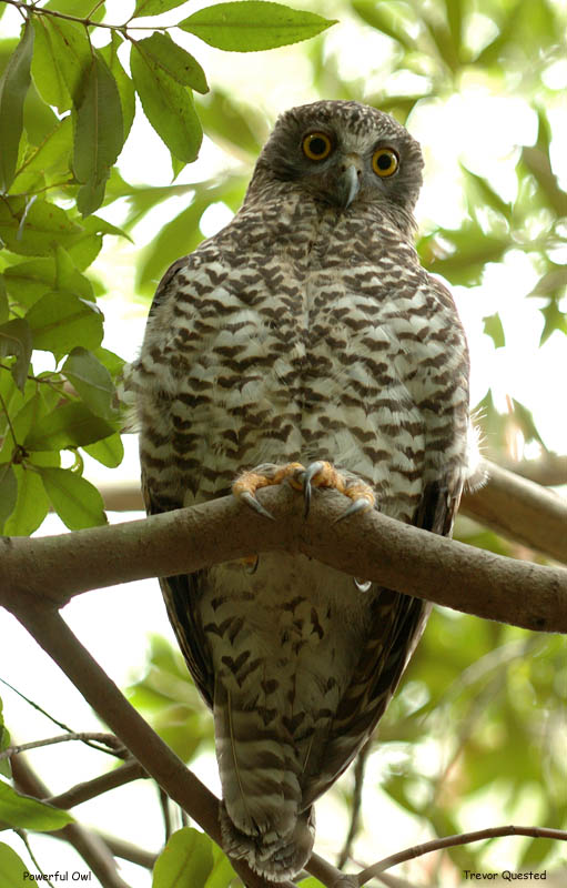 Powerful Owl 27-2-05