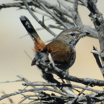 SAS - Chestnut-rumped Heathwren