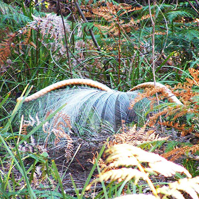 SAS - Lyrebird