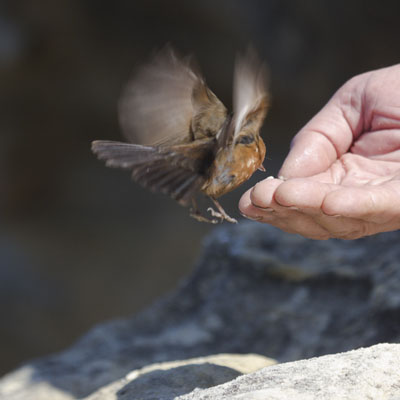 SAS - Rock Warbler