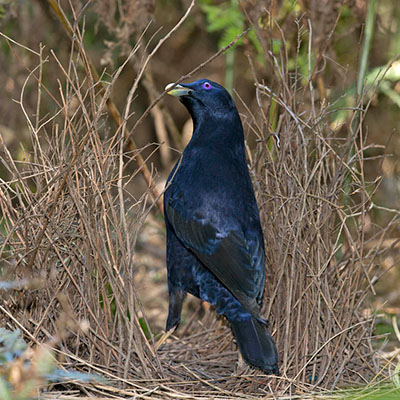 SAS - Satin Bowerbird