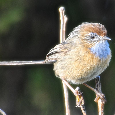 SAS - Southern Emu-wren