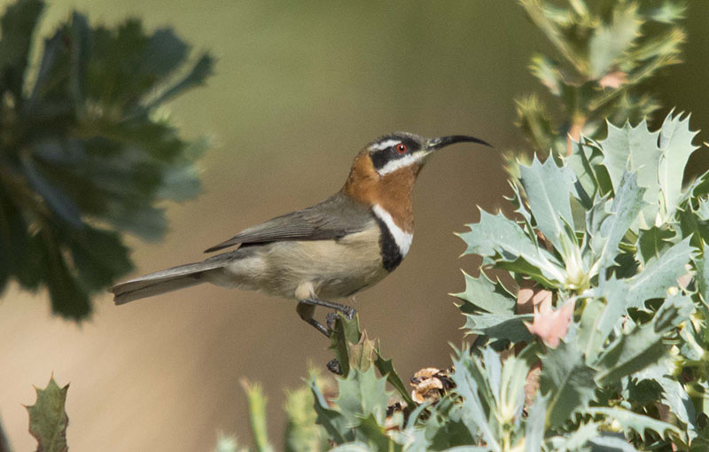 12 Western Spinebill Perth birds and bush 2021