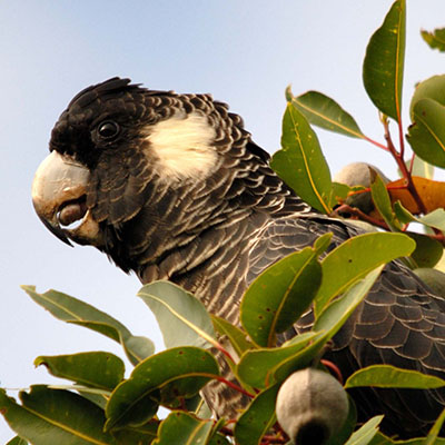 13 Baudins Black Cockatoo Perth Birds and Bush 2021