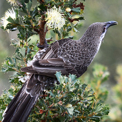 14 Western Wattlebird Perth Birds and Bush 2021
