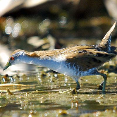 15 Baillons Crake Perth Birds and Bush 2021
