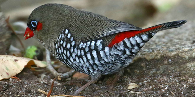 Cheynes Beach - Red Eared Firetail