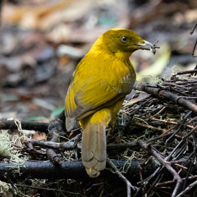 Golden Bowerbird