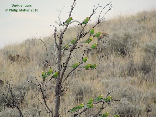 IMG_6900BudgerigarsAOS