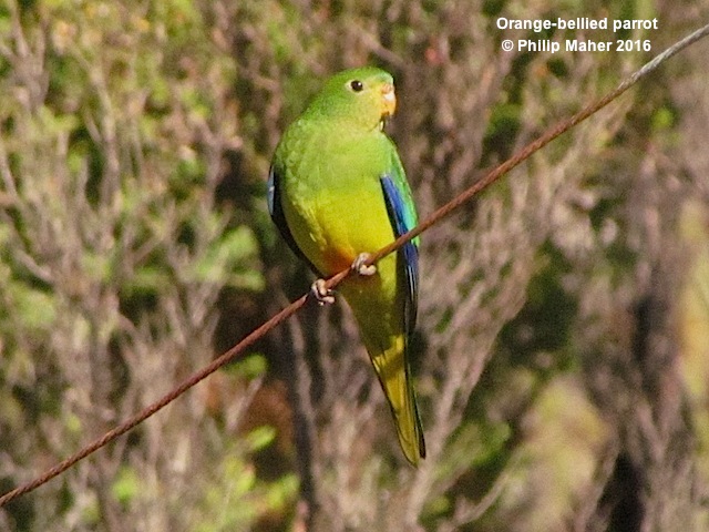 IMG_orange-belliedparrotAOS