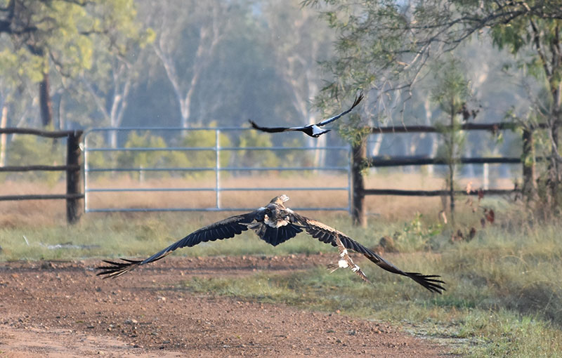Ironbark House Dimbulah 01
