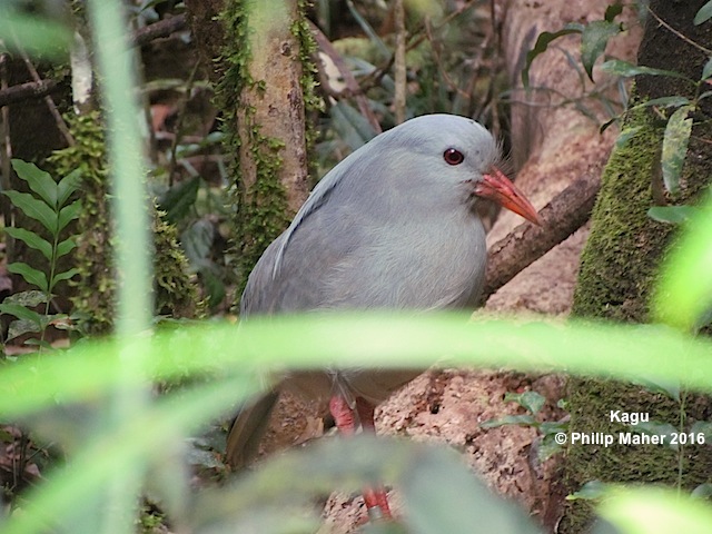 Maher - Kagu