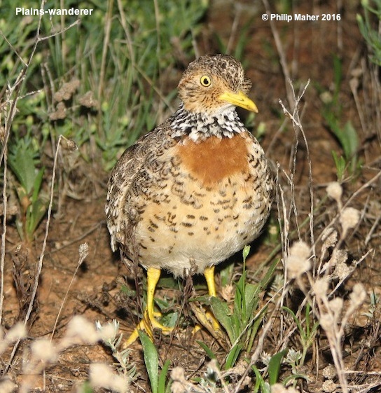 Maher - Plains-wandererNSWausbird