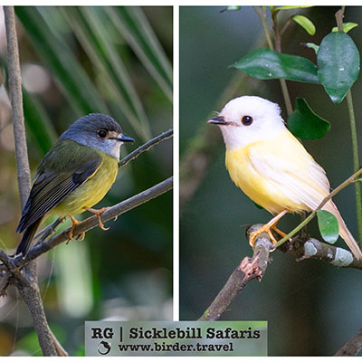 Pale Yellow Robin & Leucistic