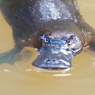 Platypus