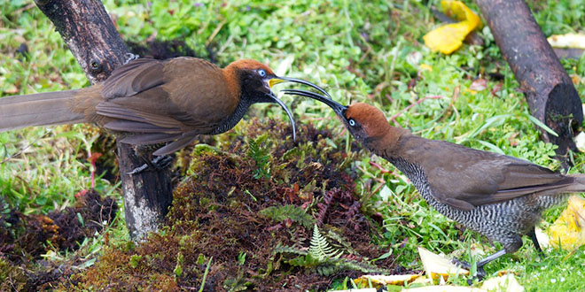 SS - Female Brown Sicklebill