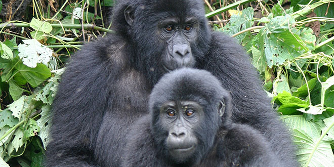 SS - Gorilla