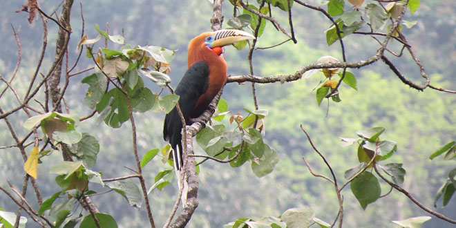 SS - Rufous-necked Hornbill