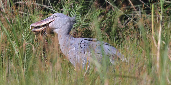 SS - Shoebill