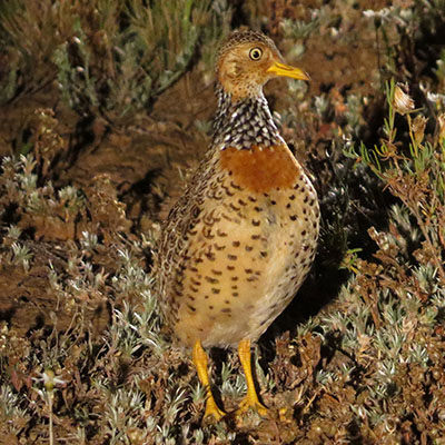 Simon Starr - Plains Wanderer 2021