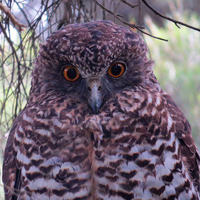 bird watching tours victoria