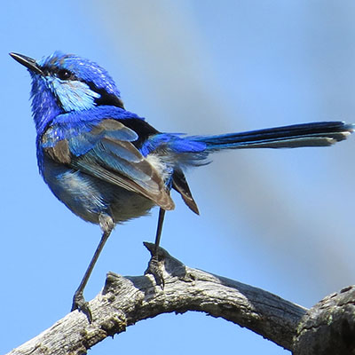 Simon Starr - Splendid Fairywren 2021