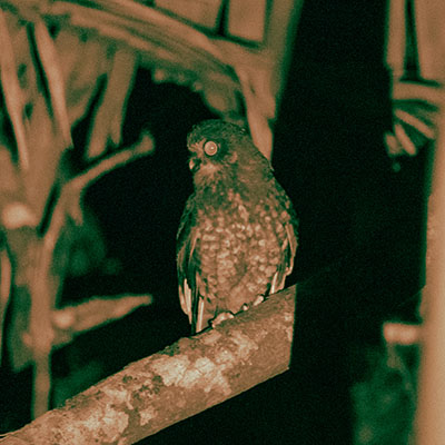 Southern Boobook