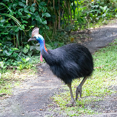 Southern Cassowary