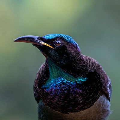 Victoria's Riflebird