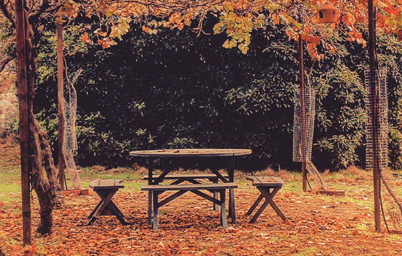 Wings - Autumn at Wings