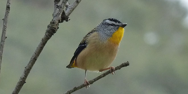 Gipps - Birds & Birdwatching (Pardalotte)951