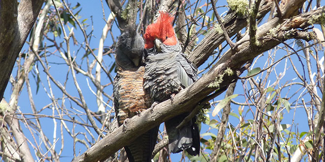 Gipps - Gang Gang Cockatoos -826