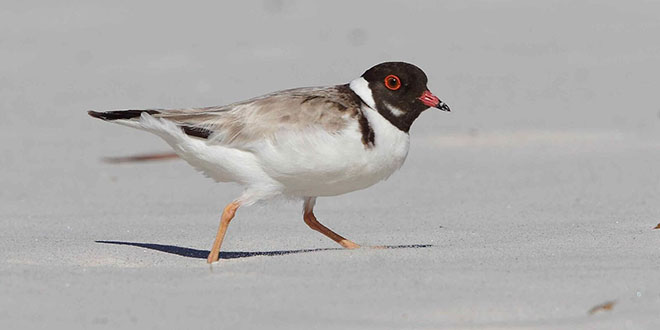 Inala - Hooded Plover Jan Suter