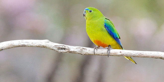 Inala - Orange-bellied Parrot - Stephen Zarate