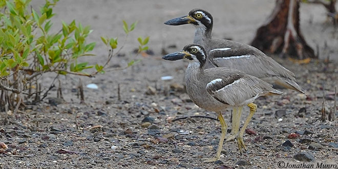 AUDBIRDBeachStoneCurlewPAIR_8805