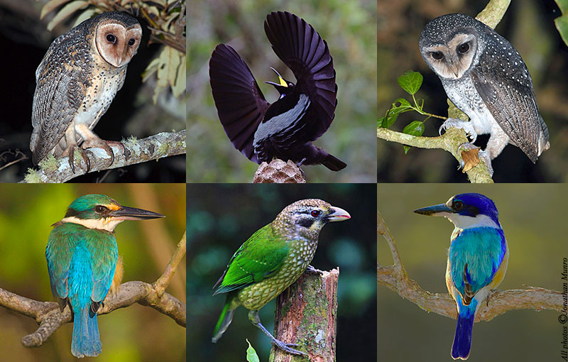 AUSBIRD800X510BIRDS-2