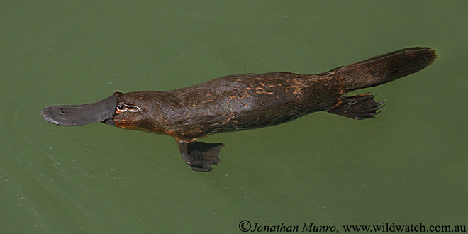 AUSBIRDPLATYPUS1