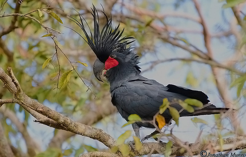 AUSBIRDPalmCockatoo3_6443