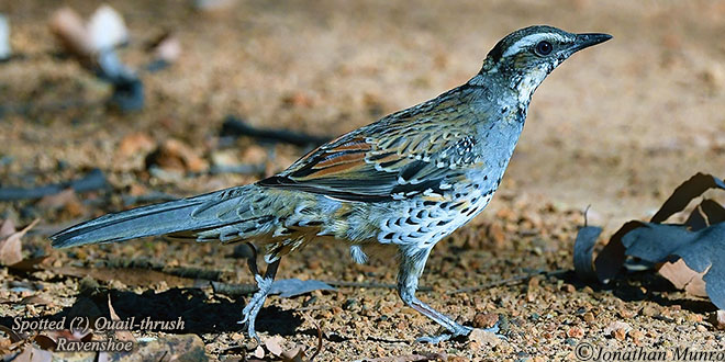 SpottedQuail-thrushAusbird
