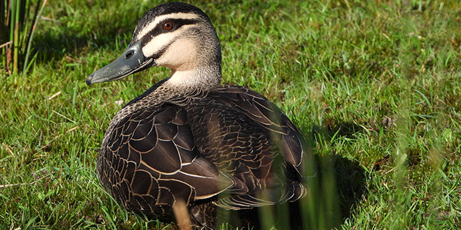 Beautiful Duck - Gulkula2 Wildlife Retreat