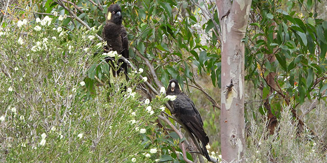 Black Cockatoo - Gulkula2 Wildlife Retreat