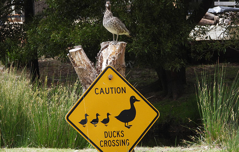 Duck Crossing - Gulkula2 Wildlife Retreat