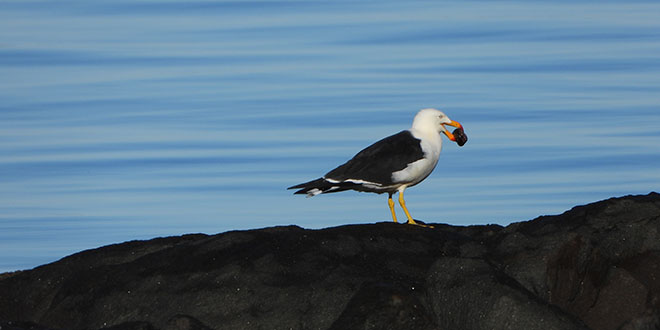 Pacific Gull - Gulkula2 Wildlife Retreat
