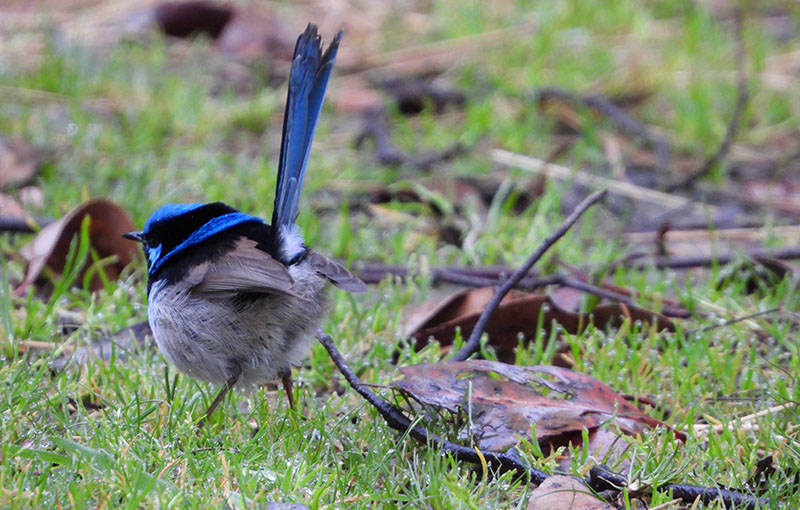 Superb Fairywren - Gulkula2 Wildlife Retreat