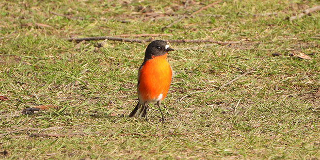 Welcome Swallow - Gulkula2 Wildlife Retreat