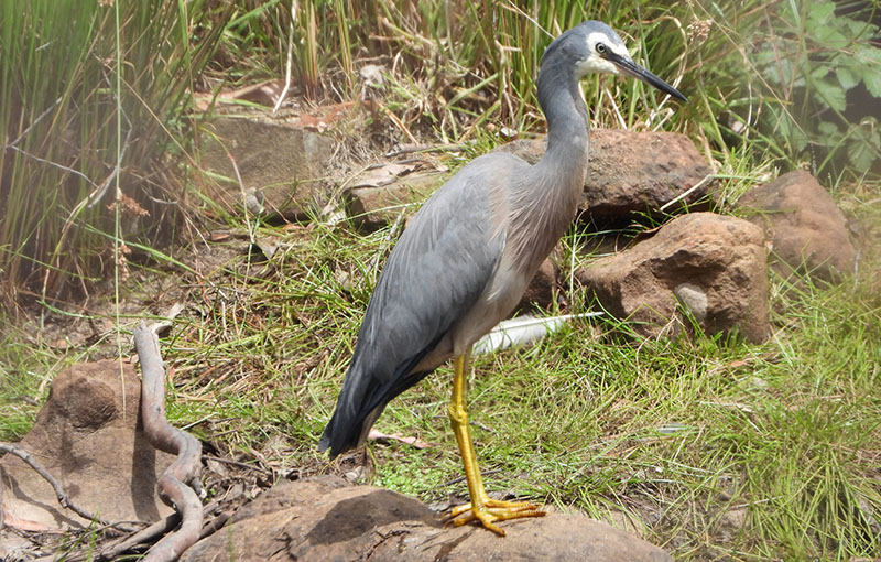 White Faced Heron - Gulkula2 Wildlife Retreat