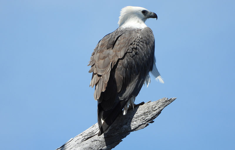 White-bellied Sea Eagle - Gulkula2 Wildlife Retreat